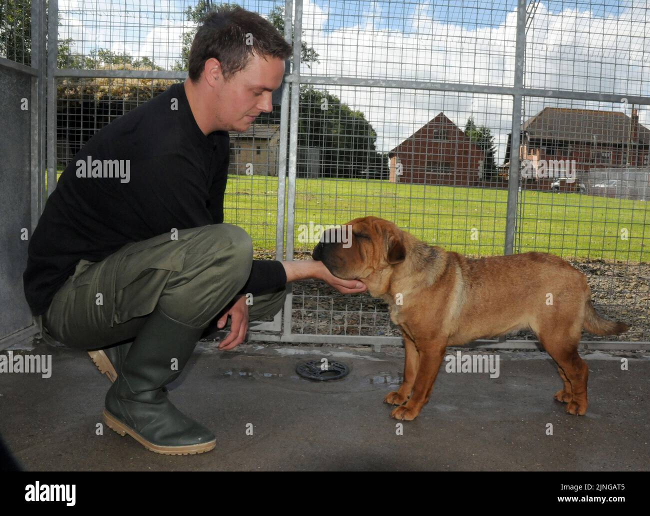 L'HONNEUR ILLÉGAL DES IMMIGRANTS AU BAYTON LODGE MET EN QUARANTAINE LES CHENILS DE WARWICKSHIRE. Un immigrant illégal a finalement été pris et enfermé après une semaine en course dans l'Oxfordshire. Honor, un Shar Pei chinois, a fait sa tentative de liberté quand elle a sauté de l'arrière d'un camion polonais qui était stationné dans une station-service Esso à Bicester, mais elle a été repérée par un passant qui a alerté les autorités. Les officiers d'Oxford Trading Standards qui s'occupent des débarquements illégaux, les gardiens de chiens et le centre local de sauvetage de chiens se sont précipités sur les lieux, mais l'honneur de 2 ans a échappé à la capture. Après sept jours, le Banque D'Images