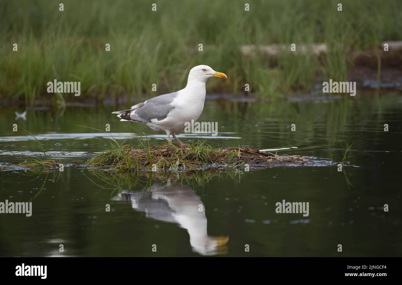 Goéland argenté (Larus argentatus) sur un îlot dans un lac finlandais Banque D'Images