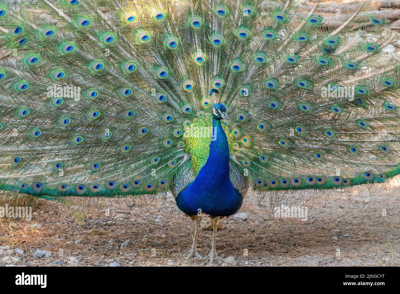 Paon avec ailes de paillage dans la vue avant. Banque D'Images