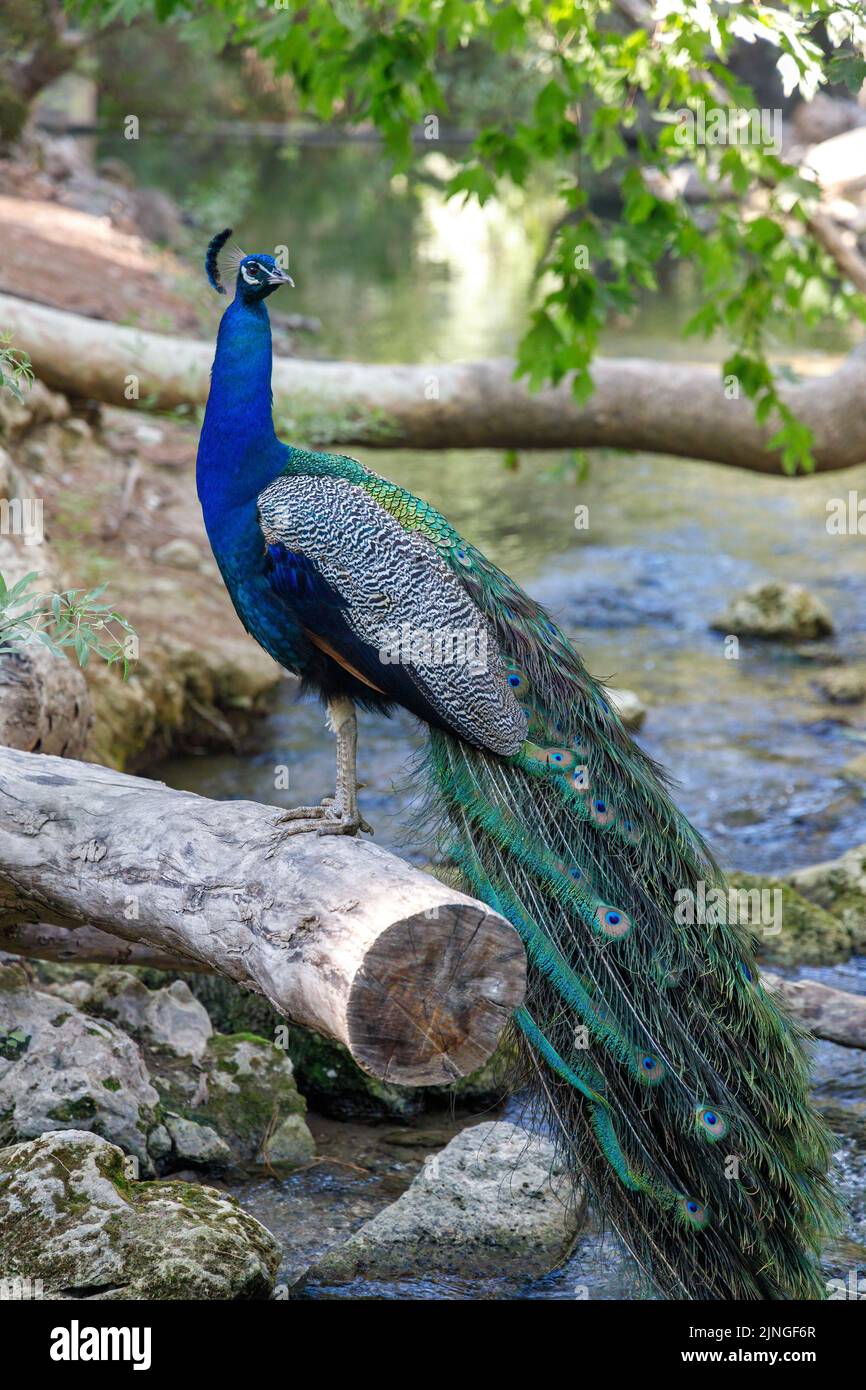 Peacock dans une zone forestière la cascade de sept sources dans l'île de Rhodes, Grèce, Europe. Banque D'Images