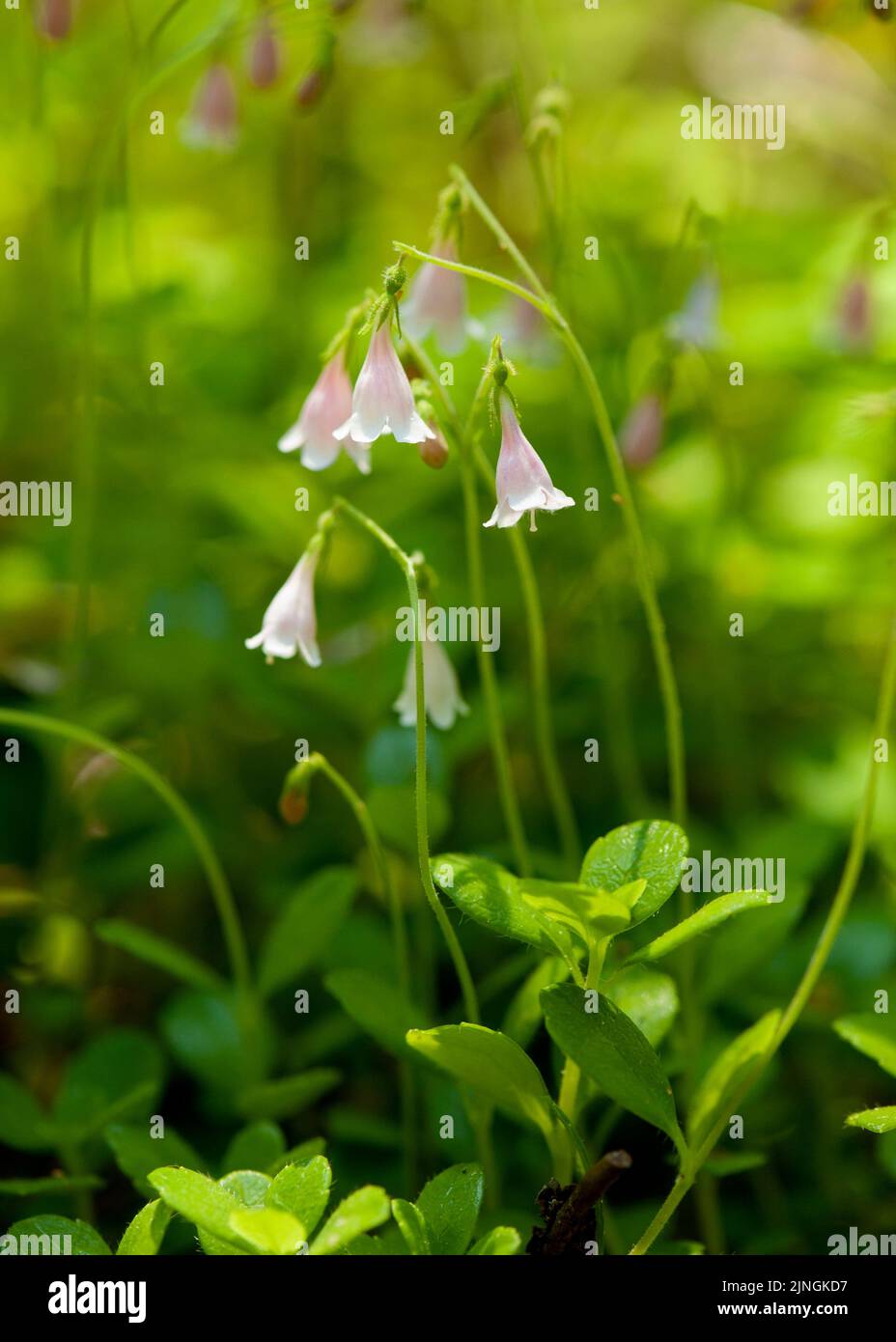 Twinfluwers (Linnaea borealis) trouvés dans les Cascades de l'Oregon Banque D'Images