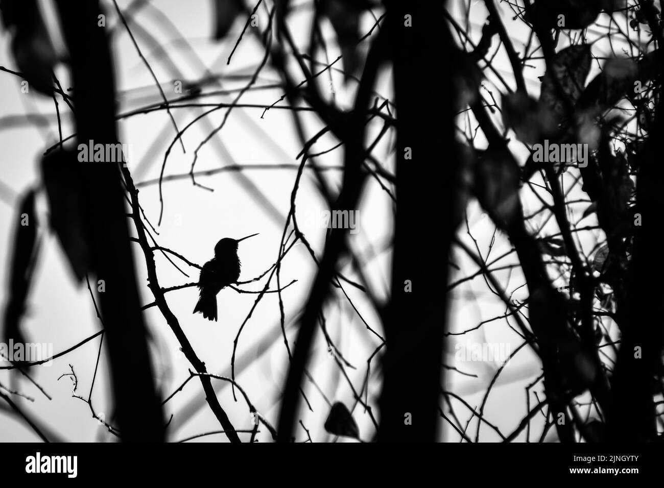 Comme j'ai exploré Parque Aqua Azul à Guadalajara, au Mexique, j'ai pris un repos froid à l'ombre. J'essayais de trouver une autre façon de photographier le t Banque D'Images