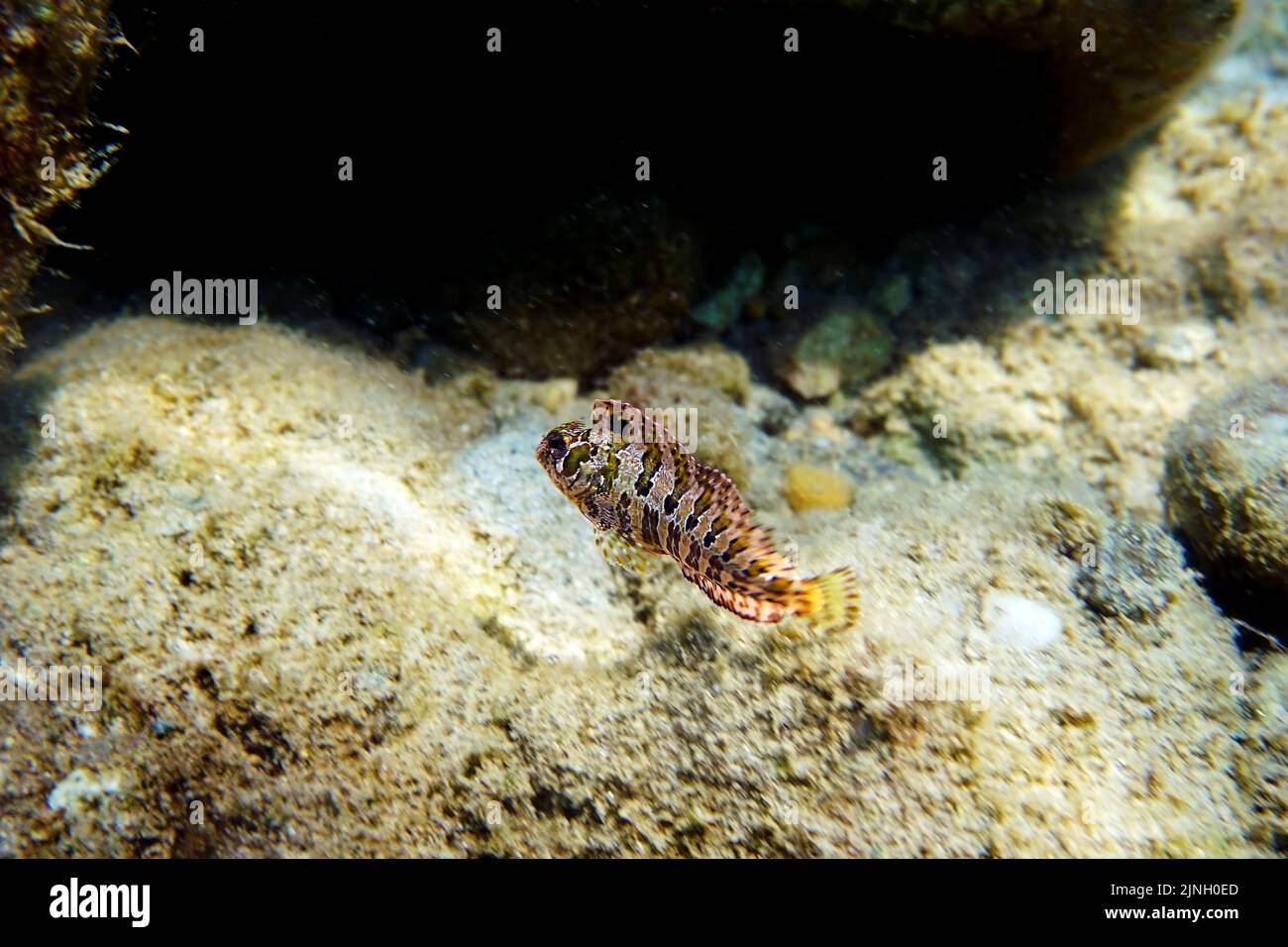 Poisson tompot Benny - (Parablennius gattorugine) Banque D'Images