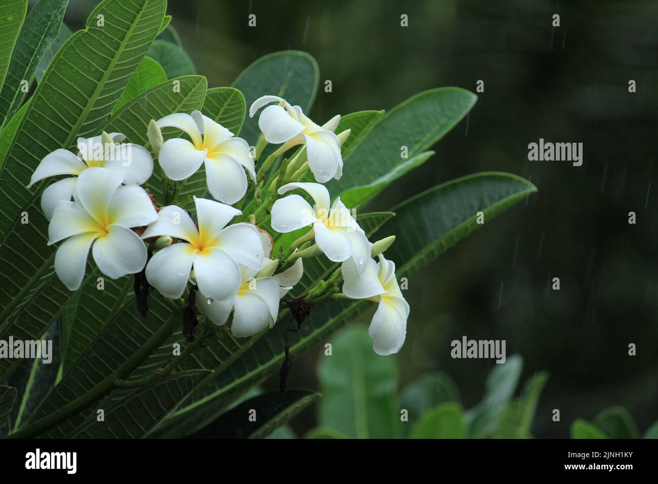 Groupe/ deux ou plusieurs fleurs parfumées de Plumeria Champa blanc sur le jardin Banque D'Images