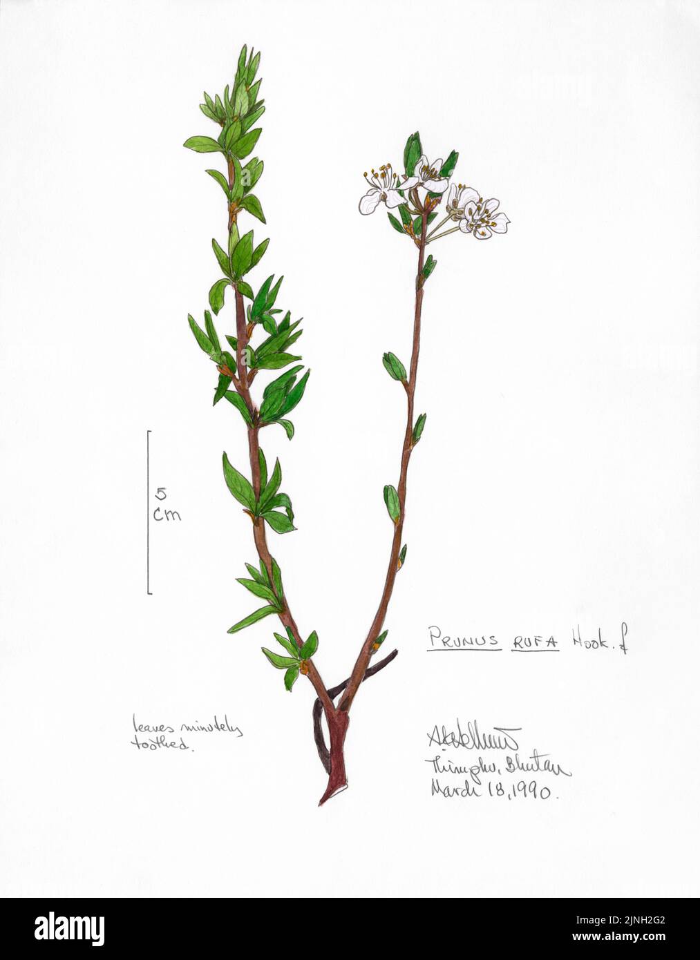 Prunus Rufa, Hook ƒ. Peint par A. Kåre Hellum à Thimphu, Bhoutan 18 mars 1990 Note: - Feuilles à denture Mintilement Banque D'Images