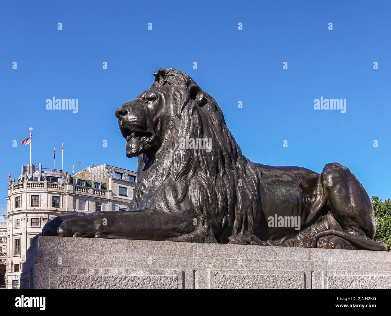 Londres, Royaume-Uni- 4 juillet 2022 : Trafalgar Square. Statue de lion en gros plan à la colonne de Nelson contre le ciel bleu. Banque D'Images