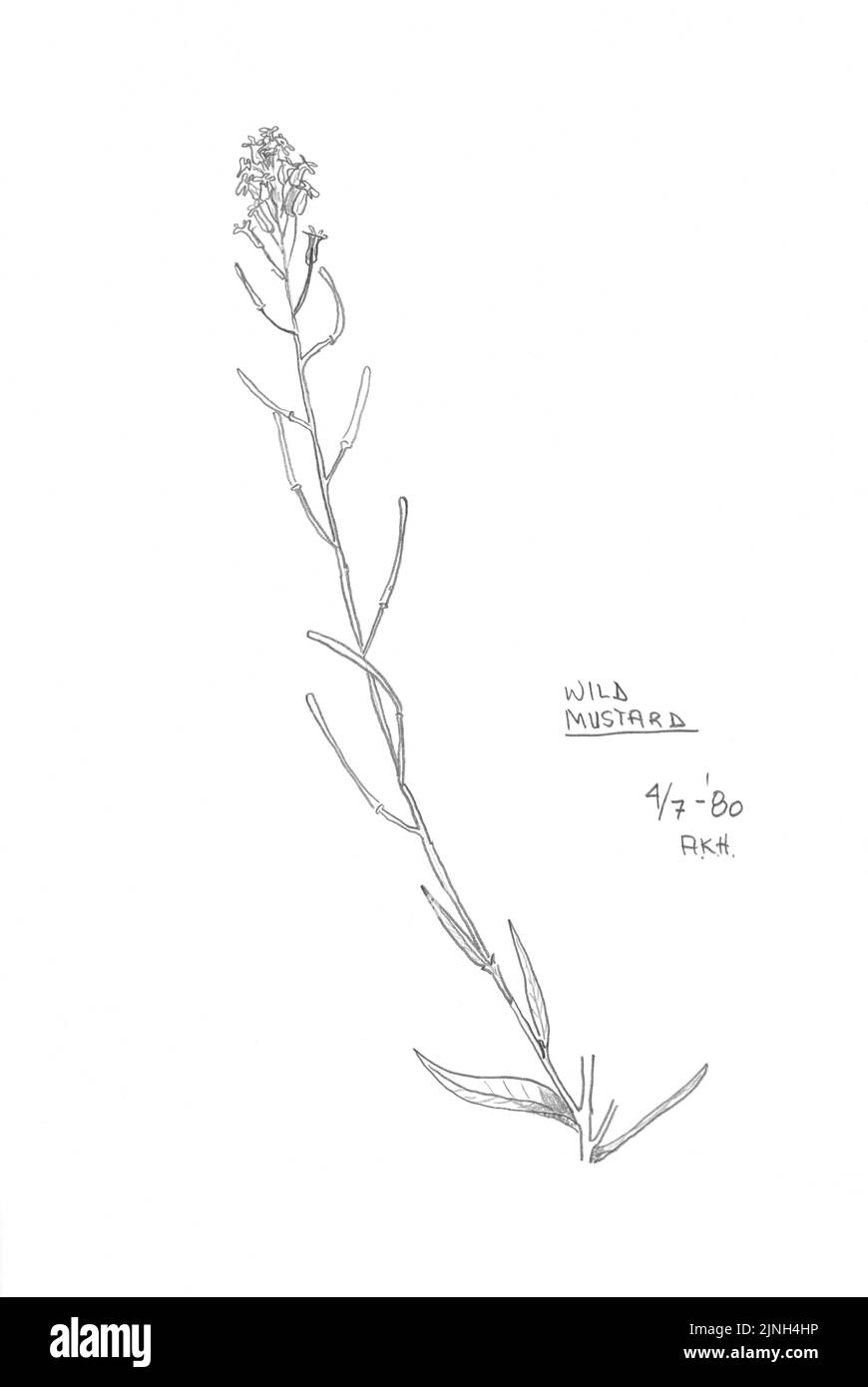 Moutarde sauvage peinte par A. Kåre Hellum 07 avril 1980 Banque D'Images
