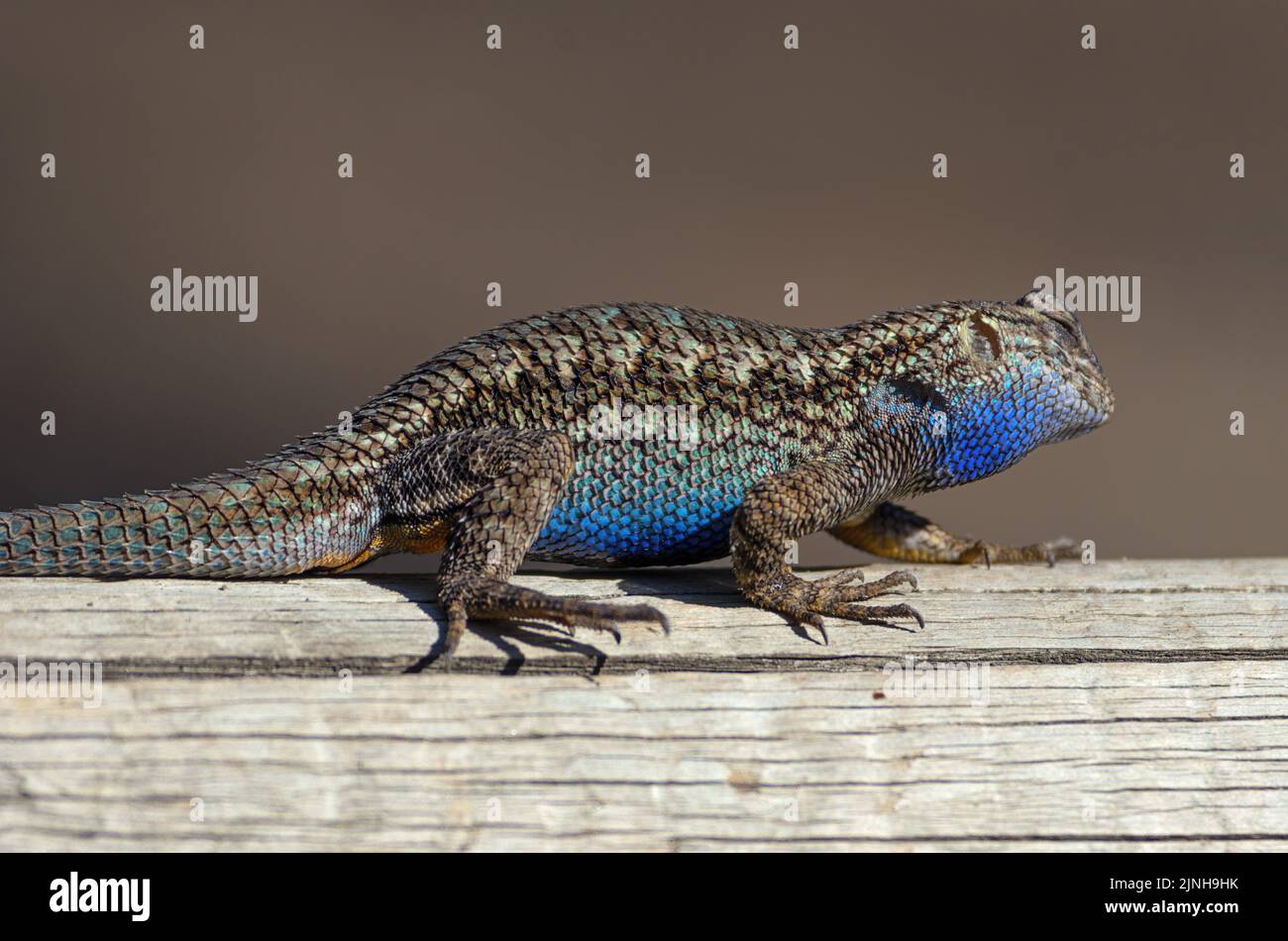 Spity Lizard, Sceloporus, a fait des promenades sur une bûche dans le sud de la Californie. Banque D'Images