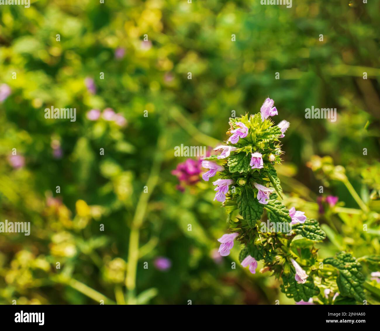 Plantes médicinales, herbacées motherwort Blooming Leonurus cardiaca ou motherwort sur la nature, foyer sélectif Banque D'Images