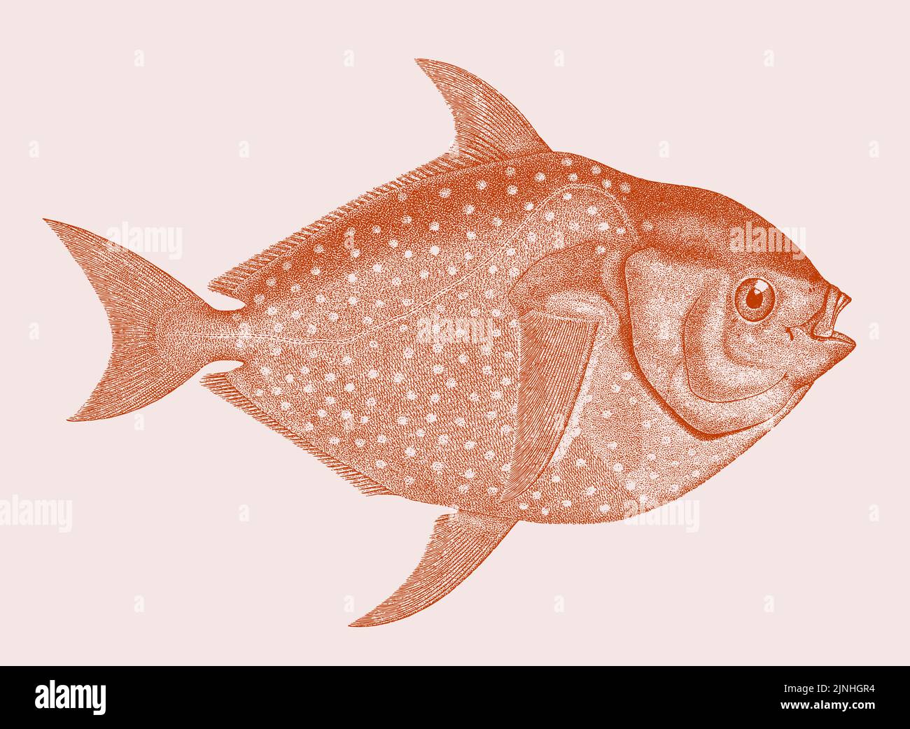Opah lampris guttatus, poissons marins avec vue latérale Illustration de Vecteur