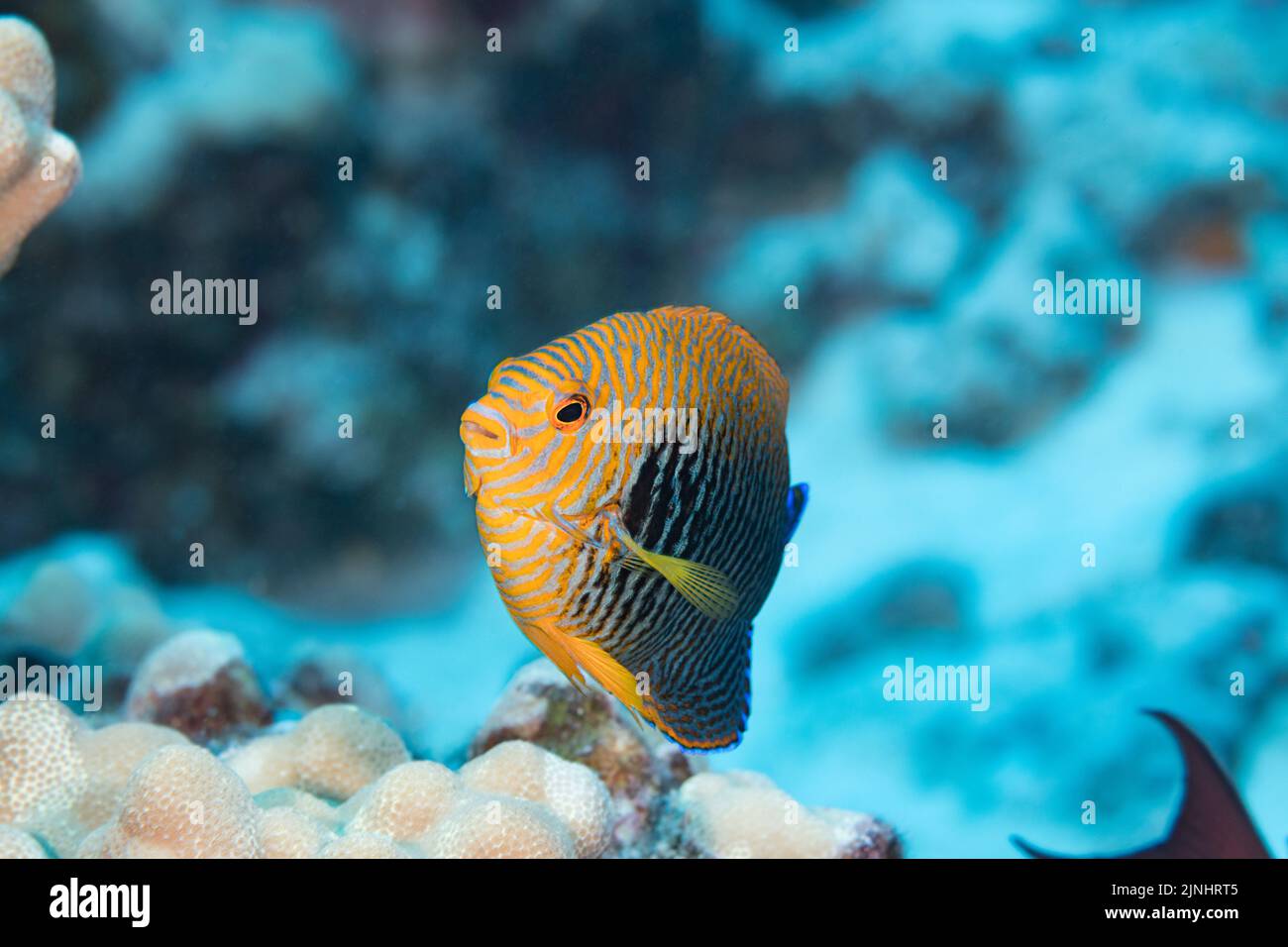 Potier's angelfish, Centropyge potteri, mâle, endémique aux îles hawaïennes, Kohanaiki, Kona du Nord, Hawaii ( la Grande île ), Etats-Unis, Central Pacific Banque D'Images