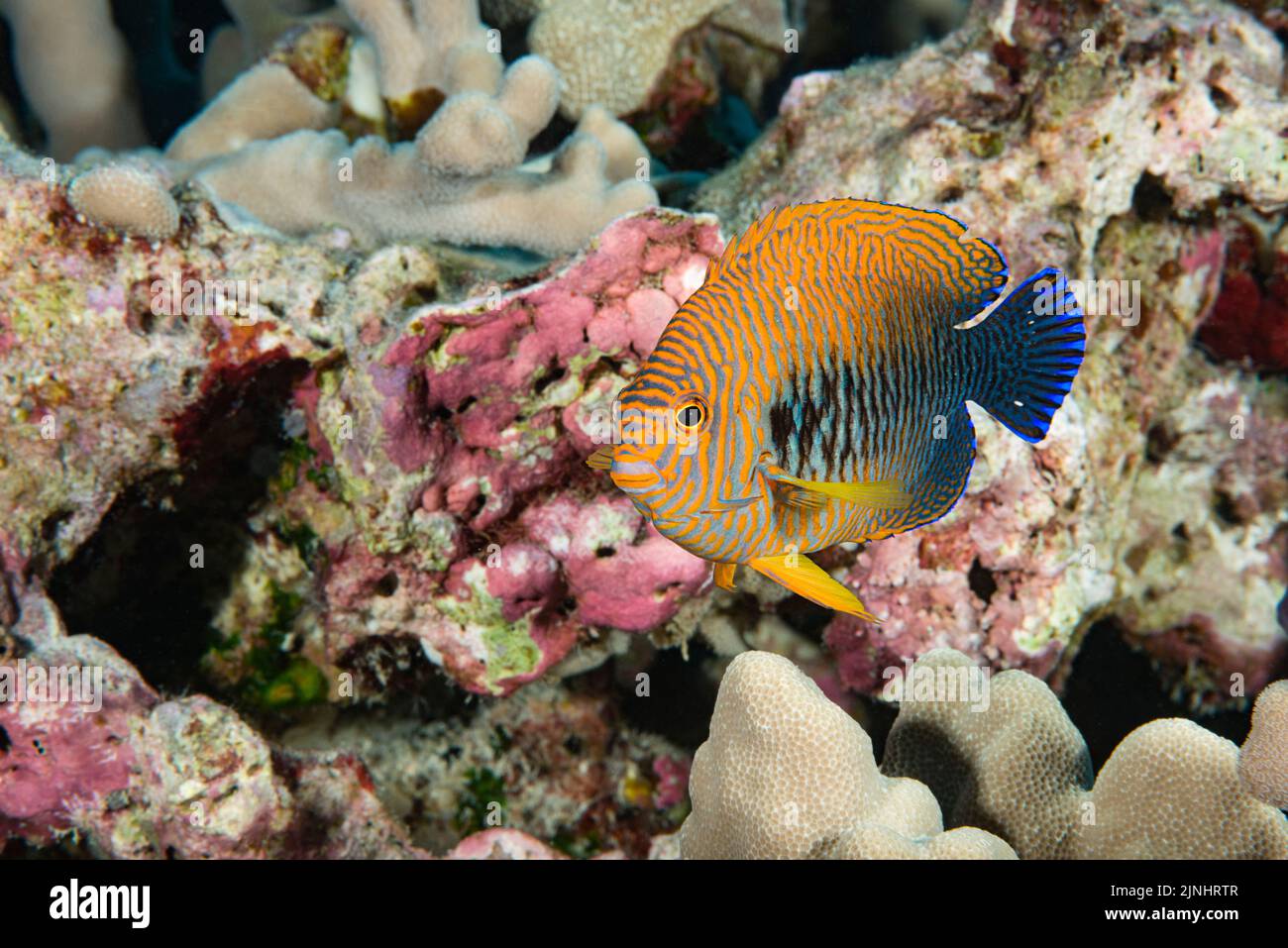 Poisson-ange de Potter ou poisson-ange en ronce, Centropyge potteri (endémique à Hawaï), femelle, Makako Bay, Keahole, Kona du Nord, Big Island, Hawaï, États-Unis Banque D'Images