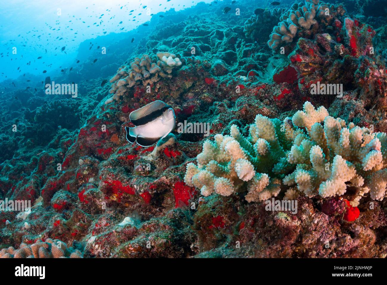 Angéloses bandit endémiques ou angéloses à bandes noires, Apolemichthys arcuatus, et corail de chou-fleur, Pocillopora meandrina, Lehua Rock, Niihau, Hawaï Banque D'Images