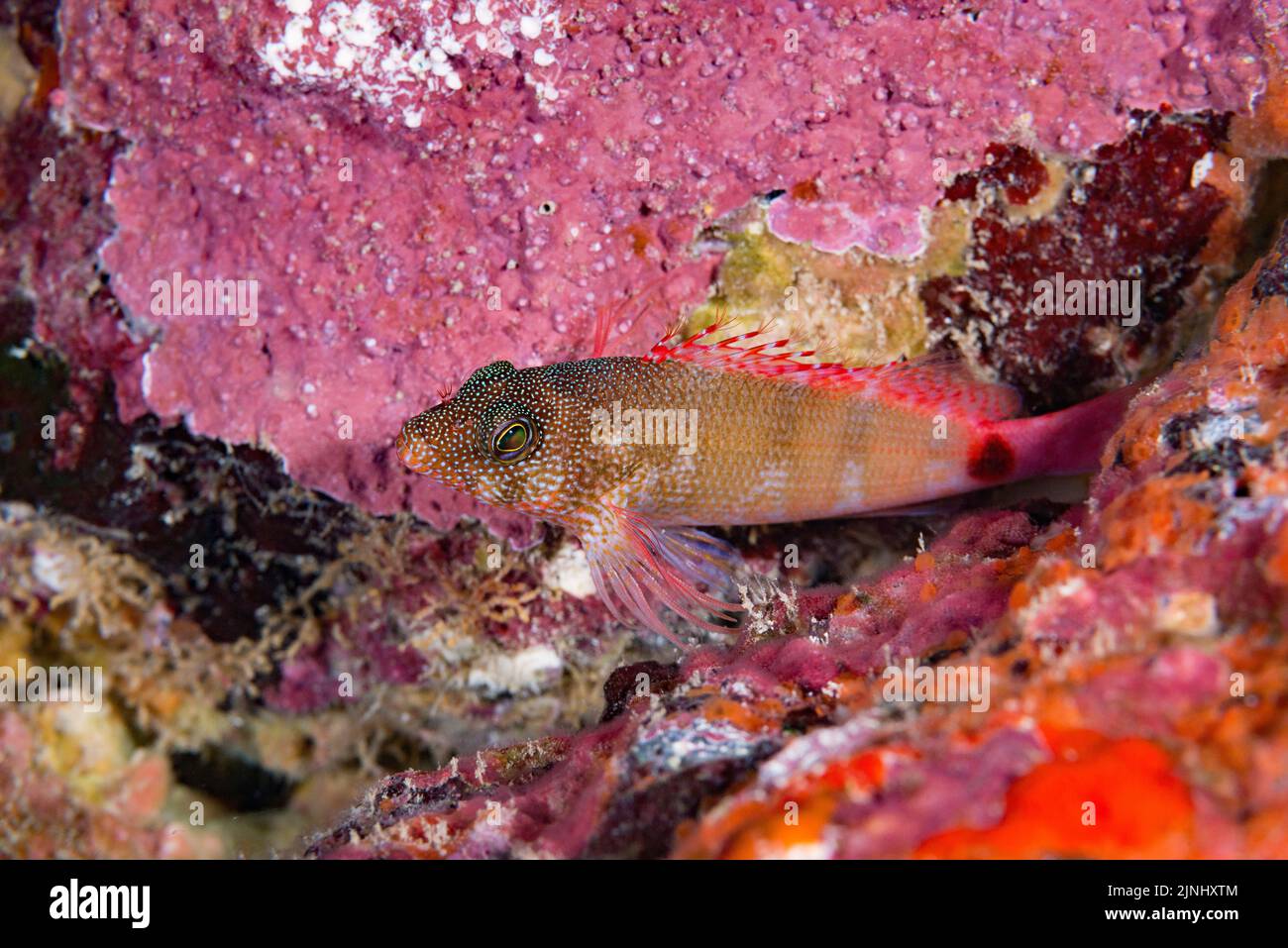 Poisson rouge ou pilikoa, Cirrhitops fasciatus (espèces endémiques), Pawai Bay, Old Airport, Kona, Hawaii Island (la Grande île), Hawaii, U.S.A Banque D'Images