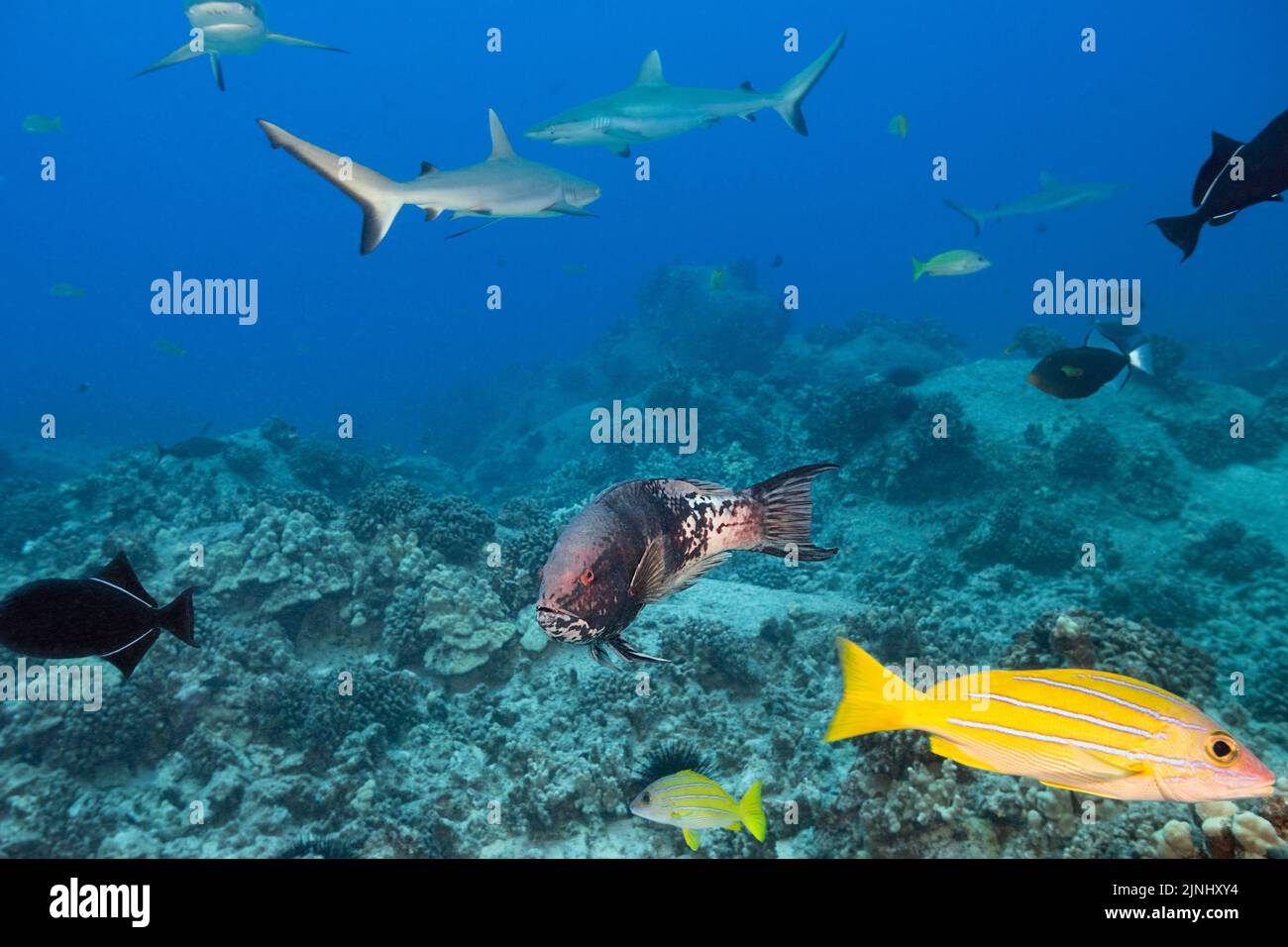 Hawaïen ou a'awa, Bodianus albotaeniatus (espèces endémiques hawaïennes), mâle mature, avec d'autres poissons de récif et des requins de récif gris, Kona, Hawaii Banque D'Images