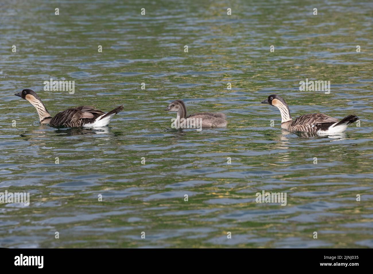 nene ou oie hawaïenne, Branta sandvicensis ( espèce endémique ), l'oie la plus rare du monde, adultes nageant avec de grands poussins ou des gossins, Kona, Hawaii Banque D'Images