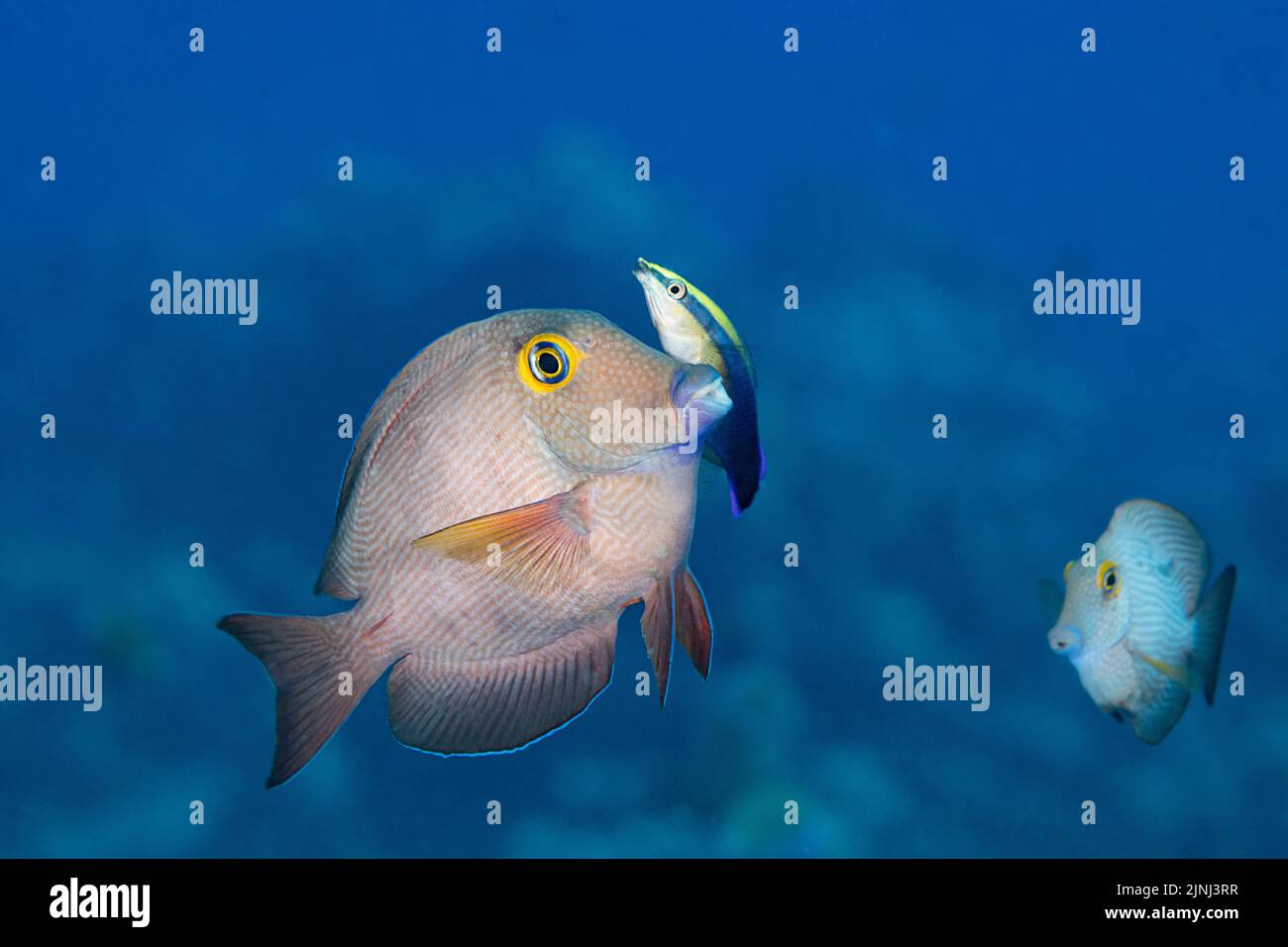 Le tang de kole endémique ou surgeonfish de goldring, Ctenochaetus strigosus, est nettoyé par le wlasse de nettoyage hawaïen endémique, Labroides phthirophagus, Kona Hawaii Banque D'Images