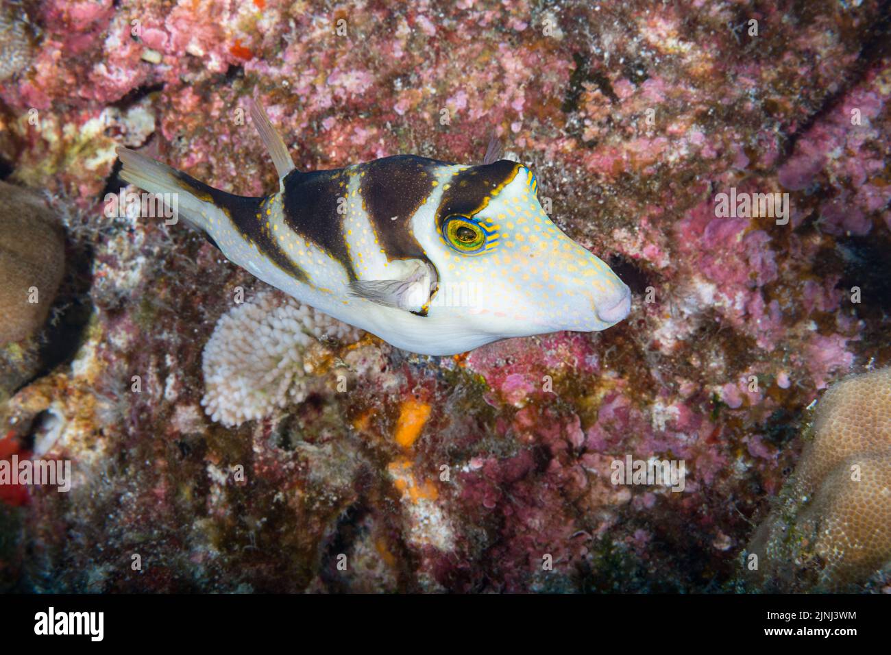 toby couronné hawaïen, Puffer couronné, ou puuolai, Canthigaster coronata (espèces endémiques hawaïennes), à l'extérieur de Three Room Cave, Kona sud, Hawaii Banque D'Images
