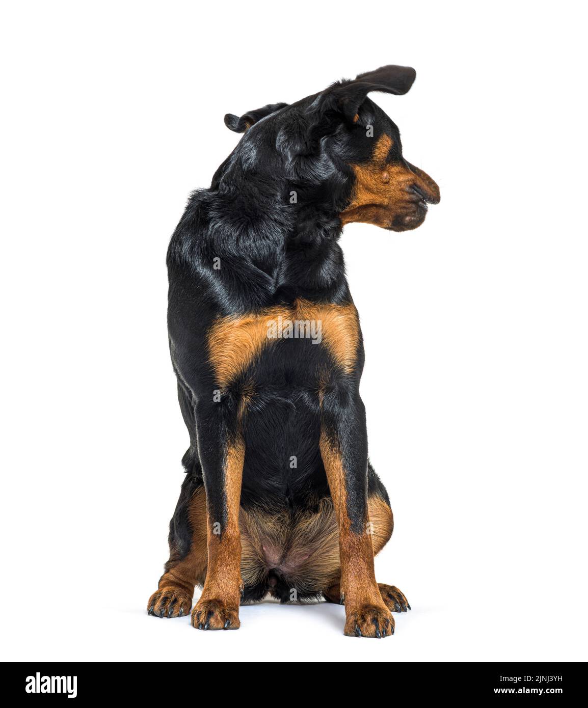 Jeune rottweiler noir et brun clair, assis devant et regardant vers l'arrière, isolé sur du blanc Banque D'Images
