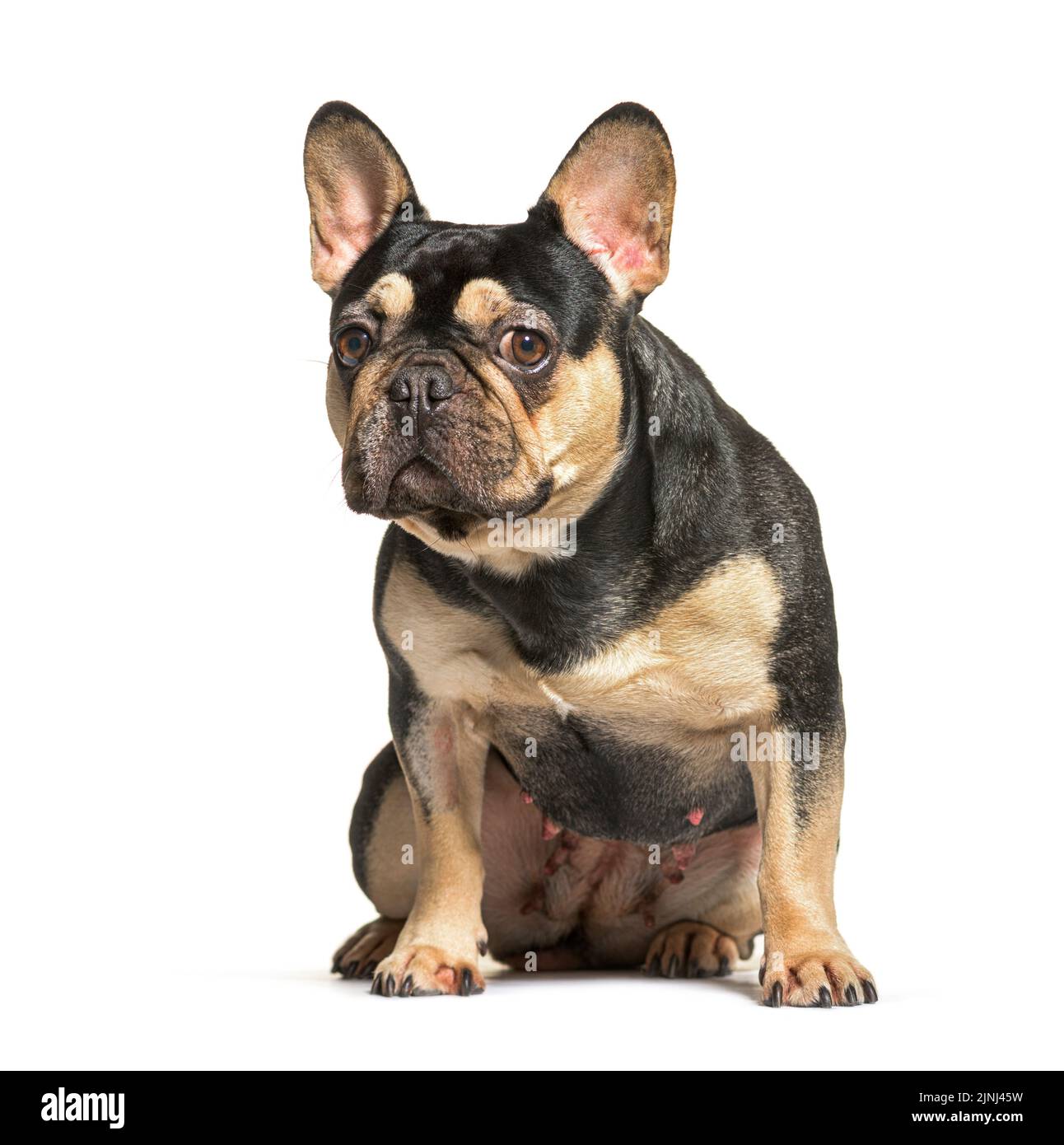 Le boudogue français est assis devant, isolé sur du blanc Banque D'Images
