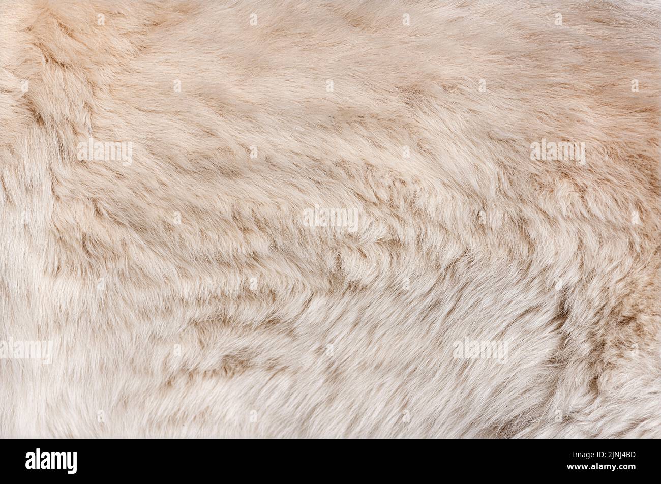 Macro de Berger blanc suisse cheveux de chien Banque D'Images