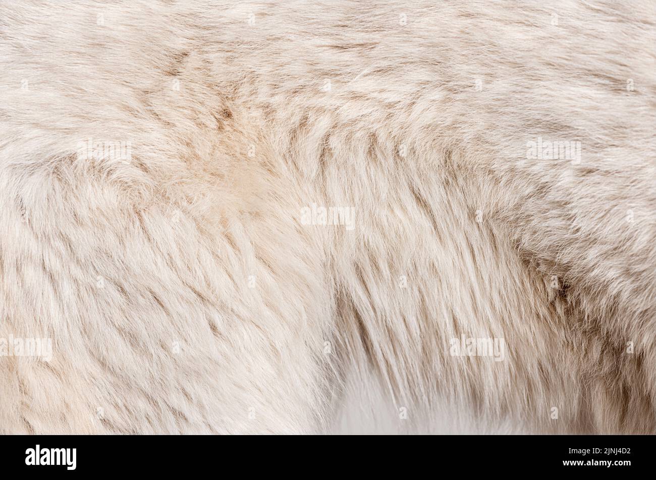 Détail Macro Berger blanc suisse cheveux de chien Banque D'Images