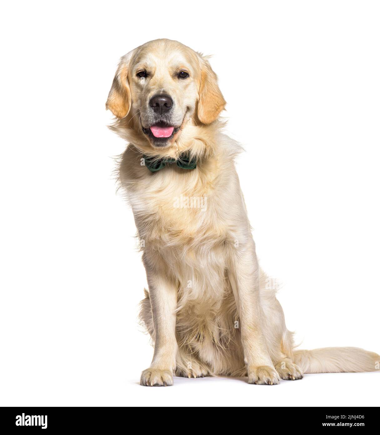 Golden Retriever d'un an portant un noeud papillon, isolé sur blanc Banque D'Images