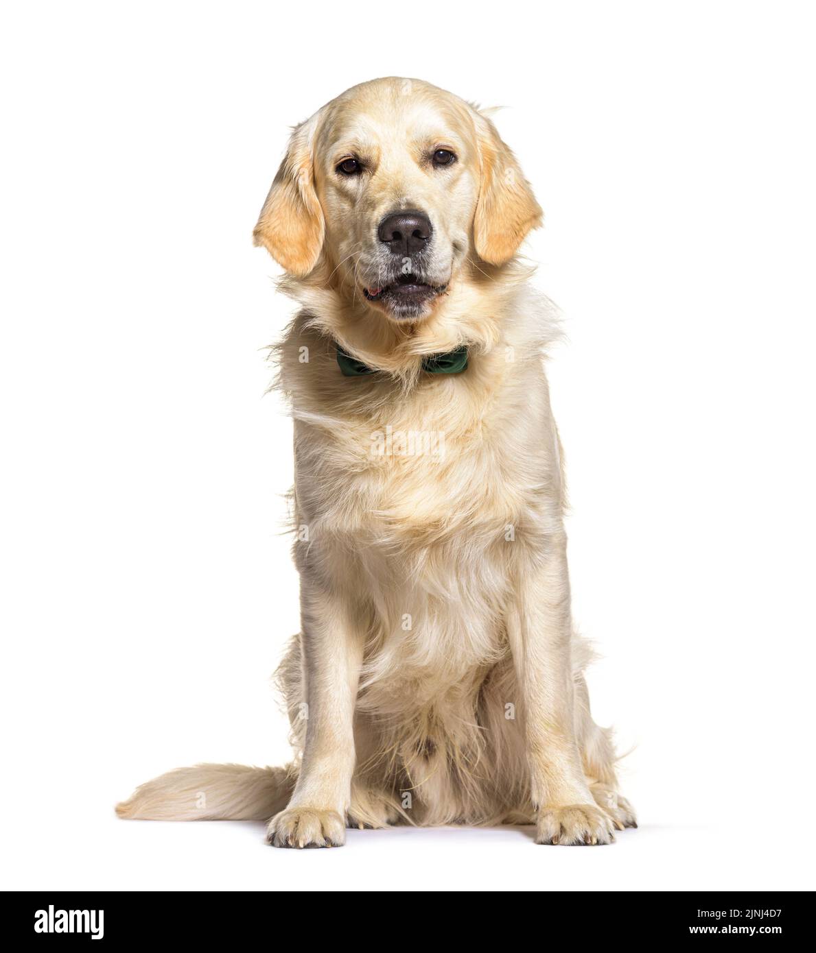 Golden Retriever d'un an portant un noeud papillon, isolé sur blanc Banque D'Images
