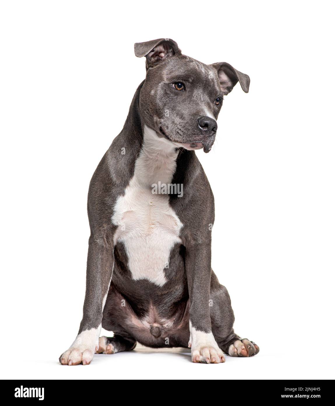 American Staffordshire Terrier, AmStaff ou American Staffy, isolé sur blanc Banque D'Images