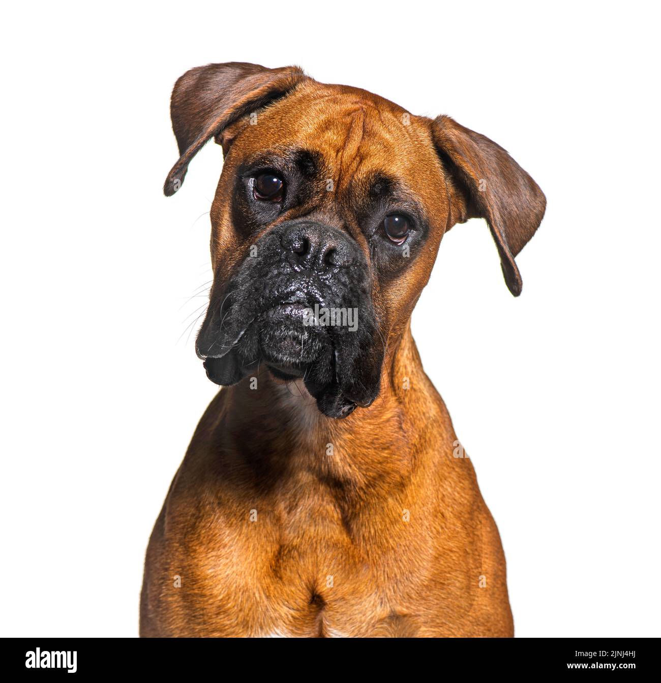 Portrait d'un chien Boxer, isolé sur blanc Banque D'Images