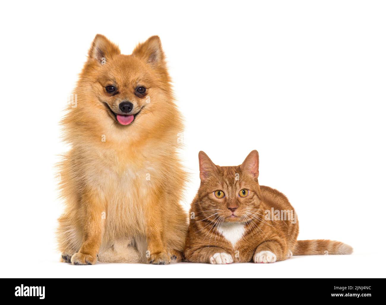 Chat et chien ensemble, Spitz et Ginger crossrace chat, portant un collier bleu et une cloche verte, isolé sur blanc Banque D'Images