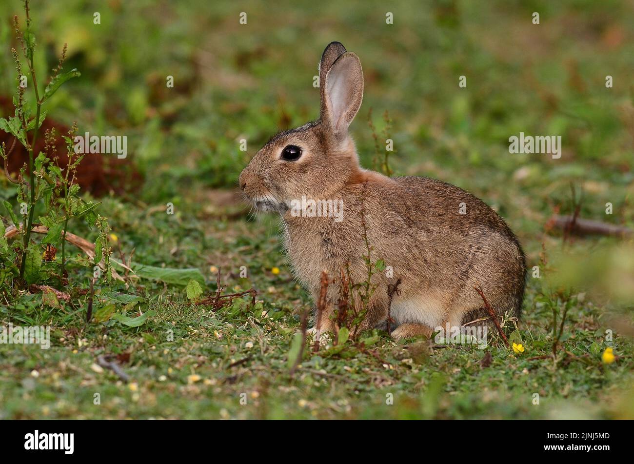 Lapin Oryctolagus cuniculus Banque D'Images