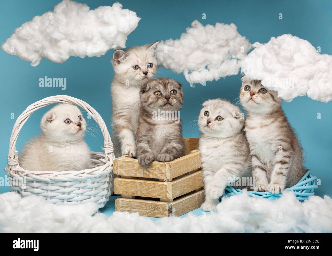 Surcharge de curage. Divers petits chatons écossais mignons s'assoient dans une boîte en bois et un panier en osier et regardent avec intérêt les nuages autour d'eux. Sky ba Banque D'Images