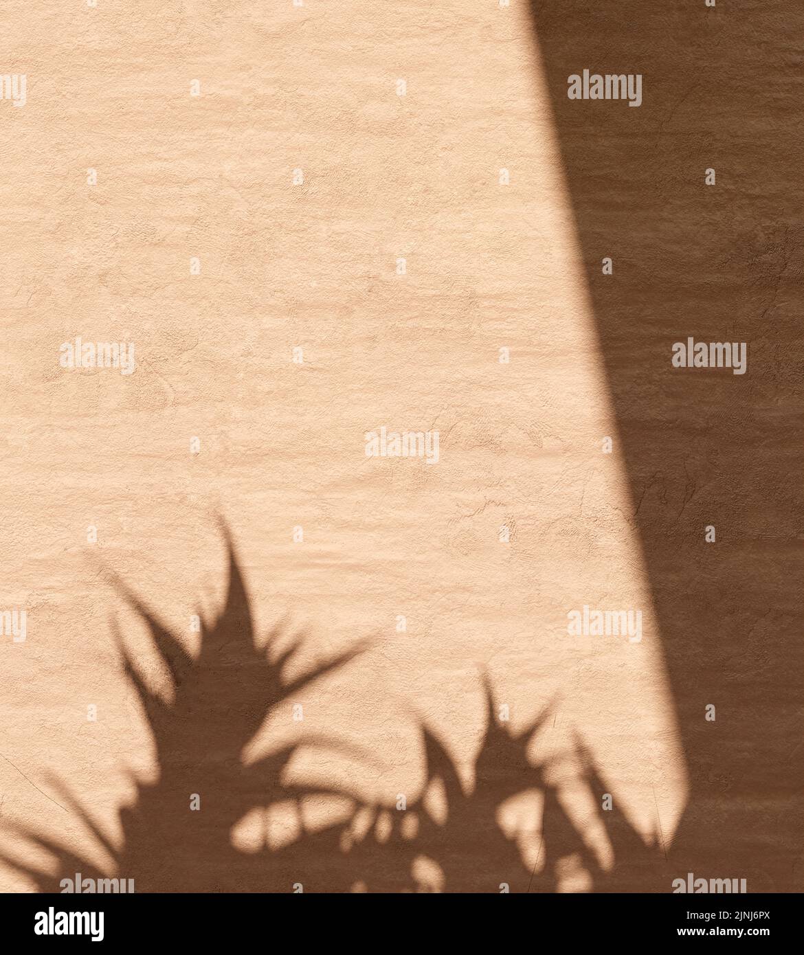 Mur en béton rustique avec cadre d'arrière-plan à ombre végétale. Été tropical vacances Voyage architecture design avec aloe jardin ombre. Pose naturelle à plat p Banque D'Images