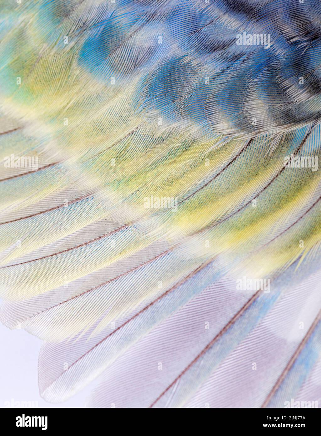 Macro des plumes bleu-arc-en-ciel d'un oiseau bourgegerigar Banque D'Images