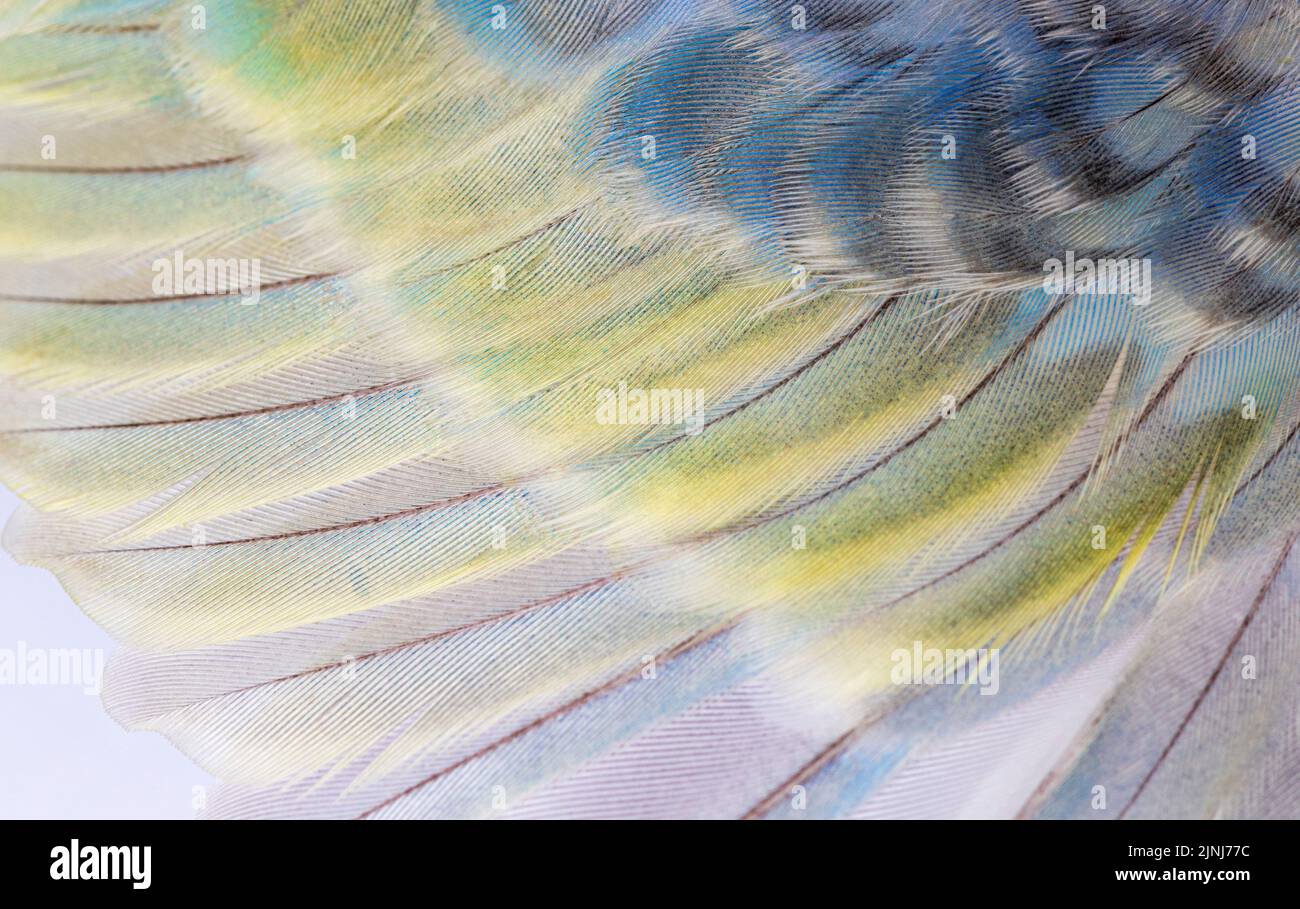 Macro des plumes bleu-arc-en-ciel d'un oiseau bourgegerigar Banque D'Images