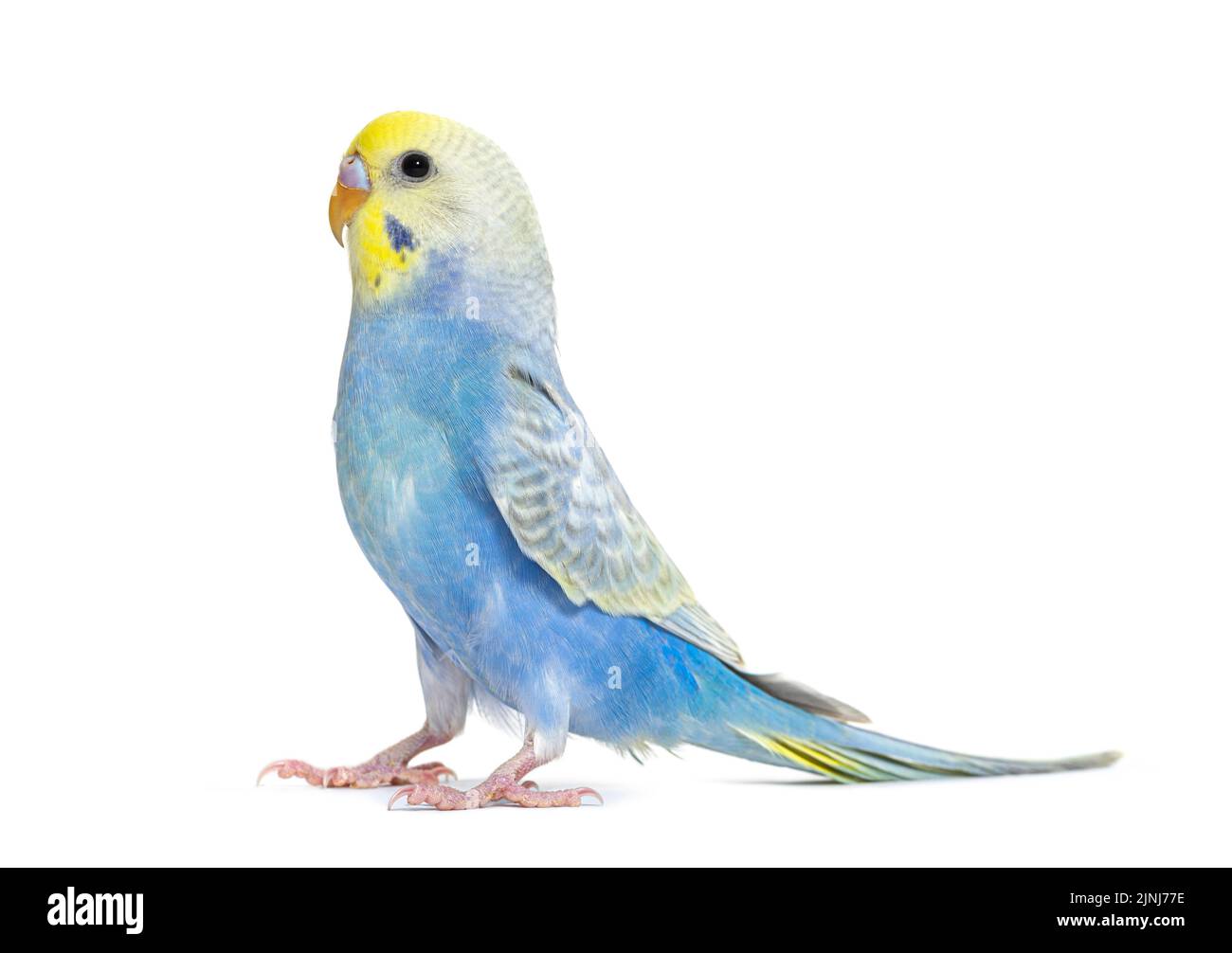 Profil d'un oiseau de Budgerigar arc-en-ciel bleu, isolé sur blanc Banque D'Images