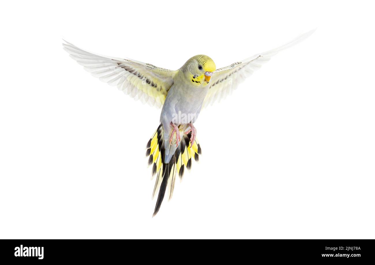 Gris arc-en-ciel les ailes volantes d'oiseaux de Budgerigar se répandent, isolées sur blanc Banque D'Images