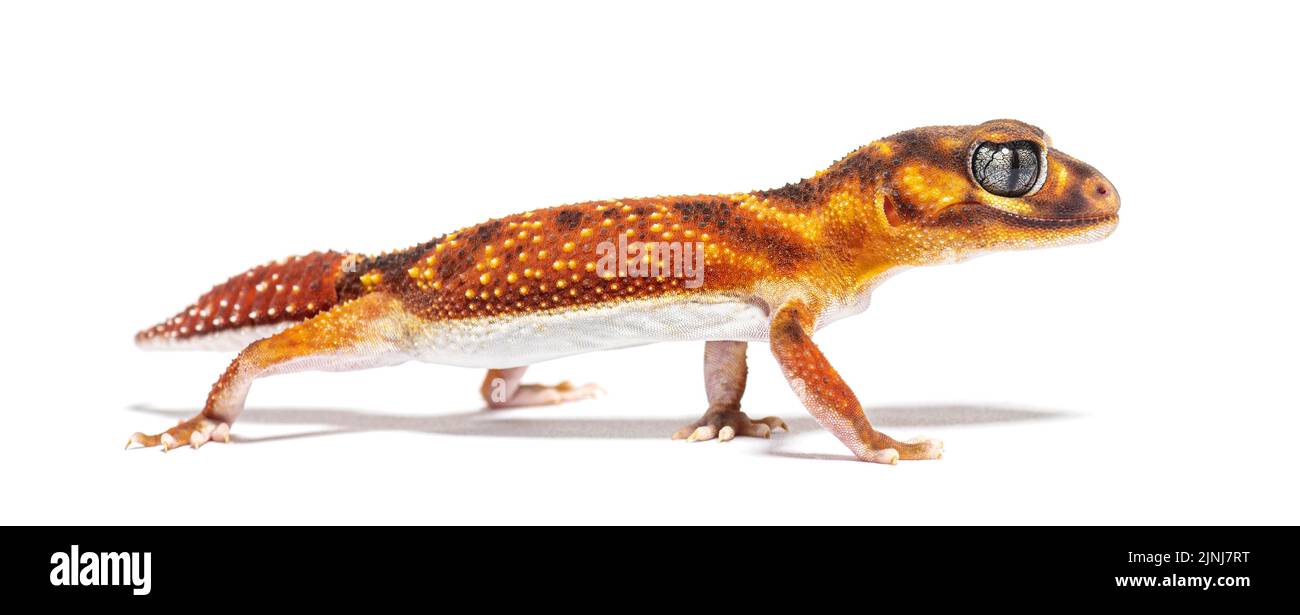 Vue en profil de la gecko à queue de boutons à trois lignes, Nephrurus levis pilbarensis, isolée sur du blanc Banque D'Images