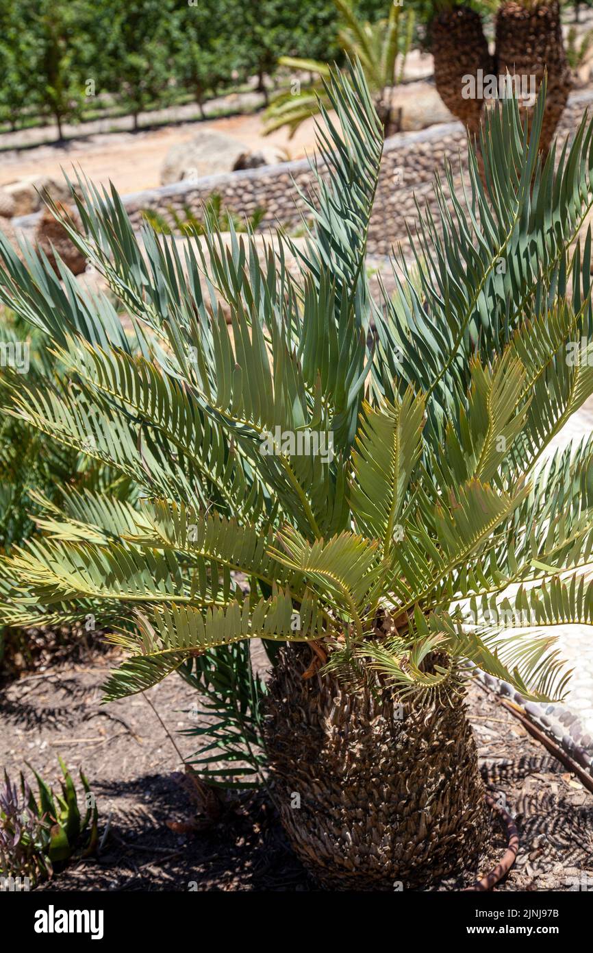 Encephalartos Dolomiticus, Cycad au jardin de Babylonstoren à Simondium dans le Cap occidental, Afrique du Sud Banque D'Images