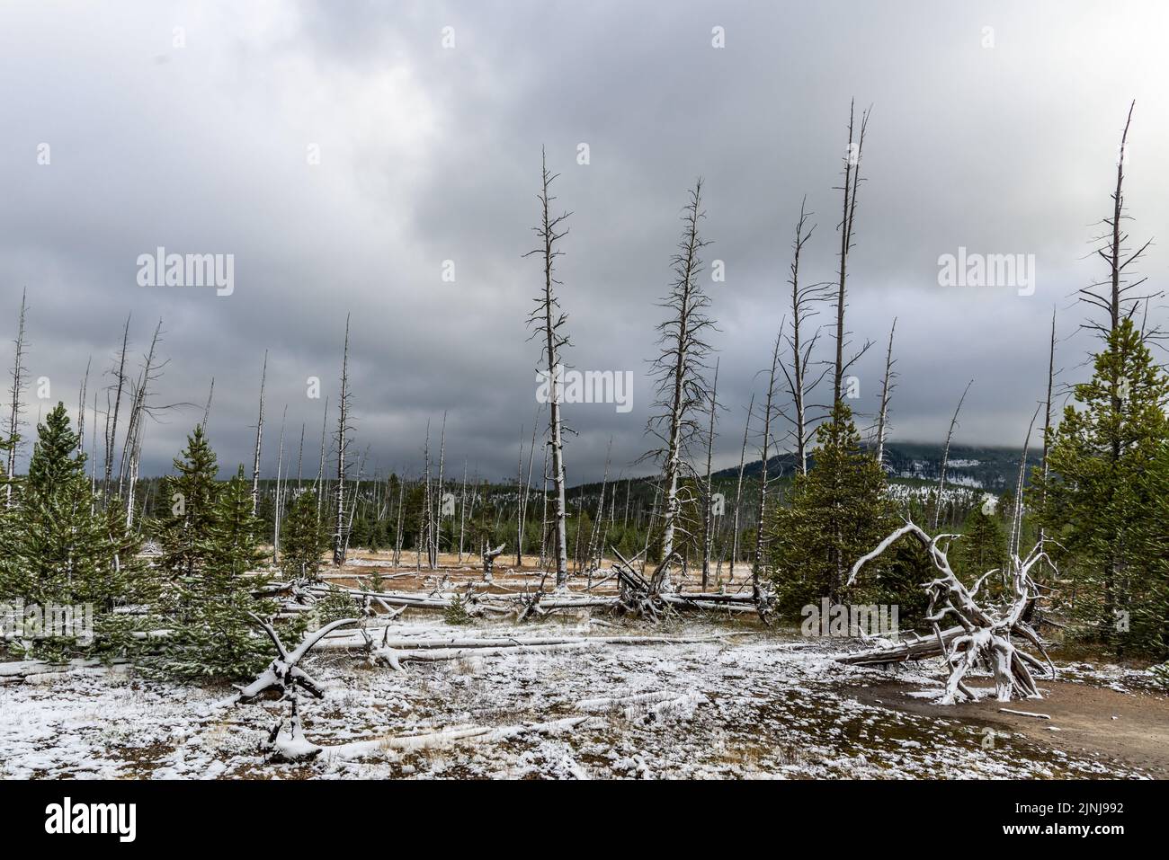 Arbres morts dans le parc national de Yellowstone Banque D'Images
