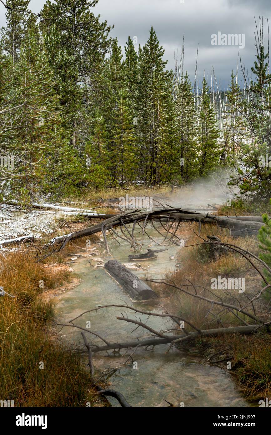 Arbres morts de l'autre côté d'une crique de Yellowstone Banque D'Images