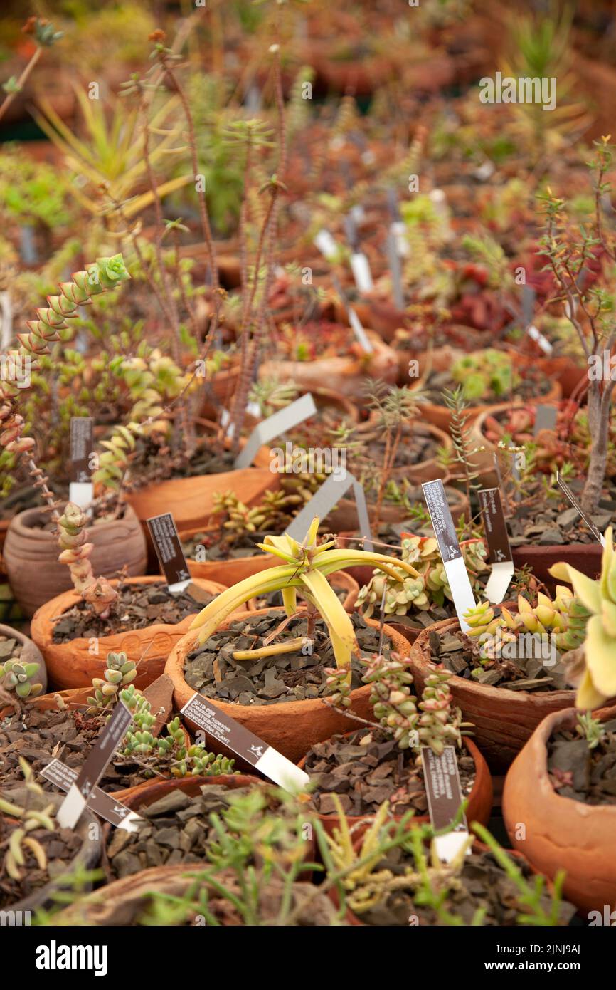 Maison succulente au jardin de Babylonstoren à Simondium dans l'ouest du Cap, Afrique du Sud Banque D'Images