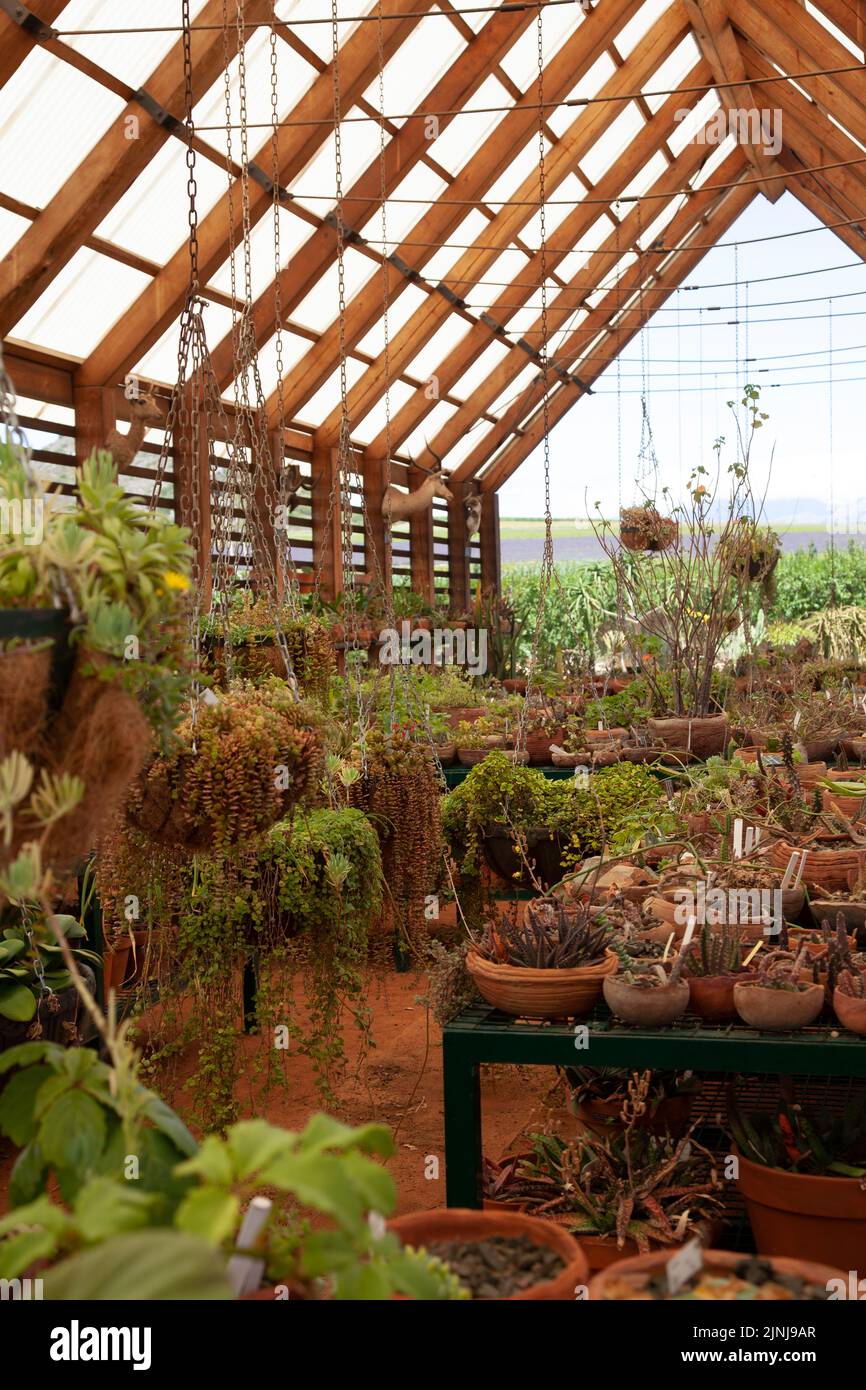 Maison succulente au jardin de Babylonstoren à Simondium dans l'ouest du Cap, Afrique du Sud Banque D'Images