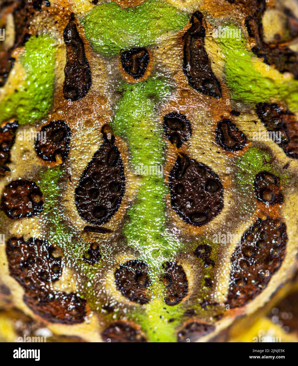 Détail de la peau de grenouille à cornes de Cranwell, Ceratophrys cranwelli, isolée sur blanc Banque D'Images