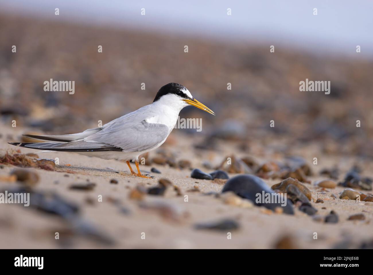 Little Tern (Sterna albifrons) Winterton Norfolk GB Royaume-Uni août 2022 Banque D'Images