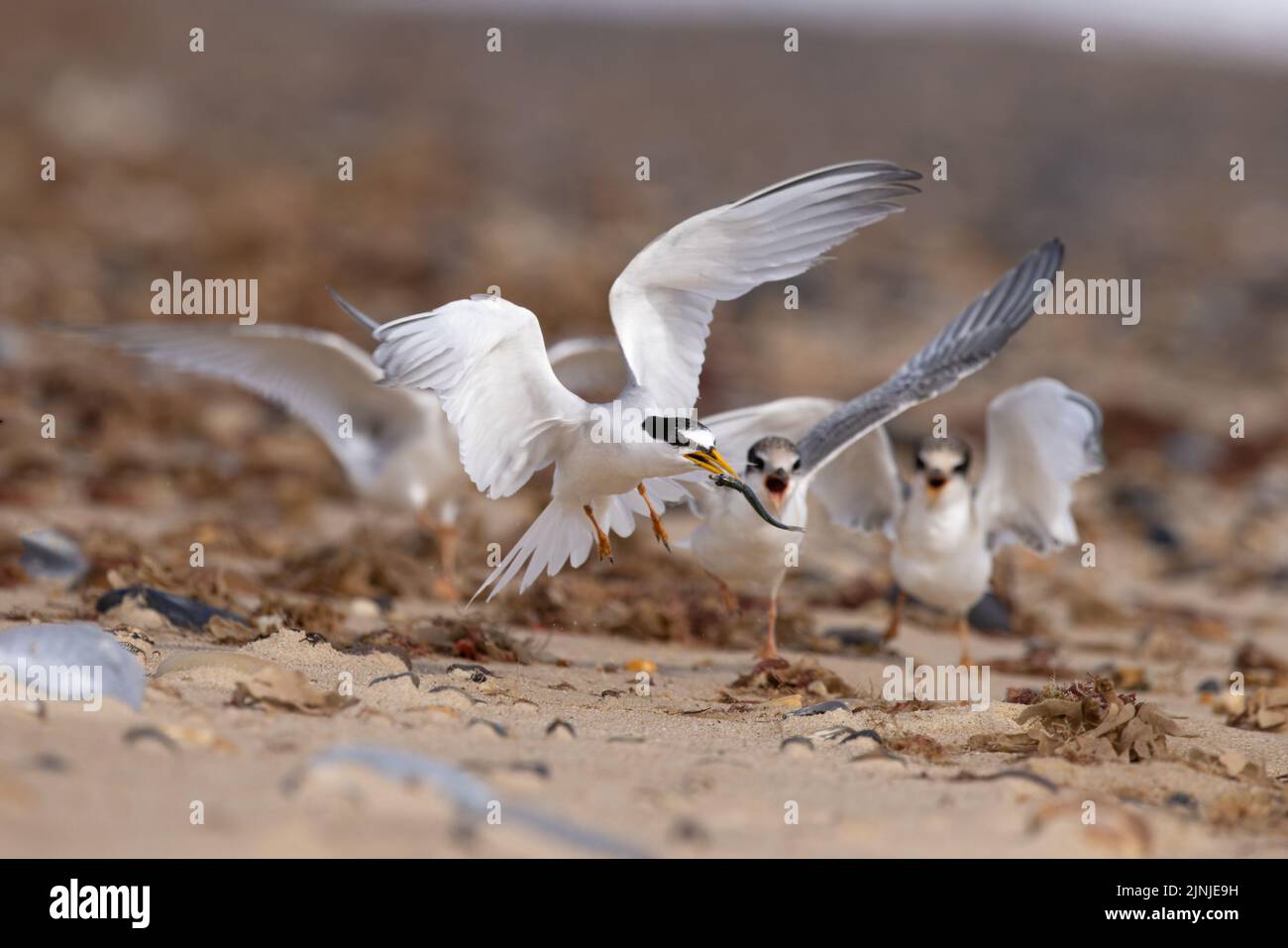 Little Tern (Sterna albifrons) jeunes qui s'écrasent au-dessus de la nourriture Winterton Norfolk GB UK août 2022 Banque D'Images