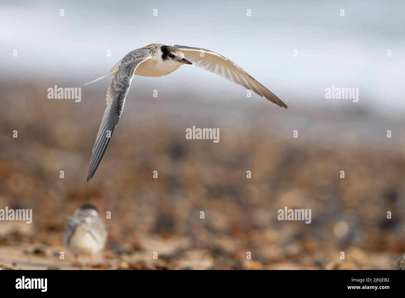 Little Tern (Sterna albifrons) jeunes volant Winterton Norfolk GB Royaume-Uni août 2022 Banque D'Images
