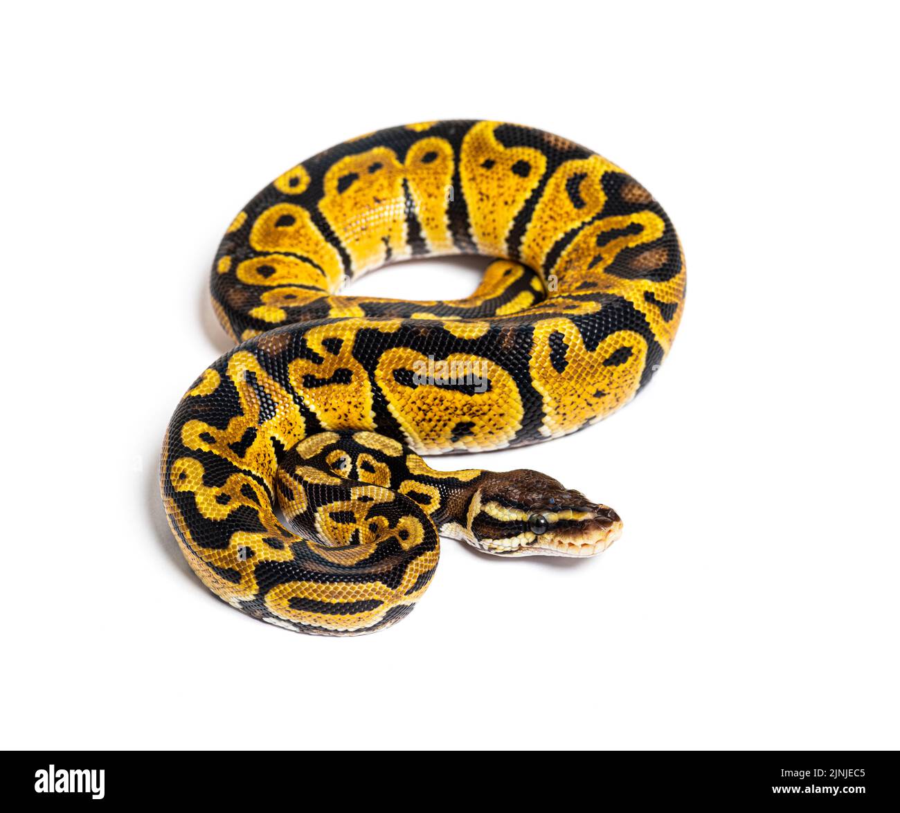 Python pastel, Python Regius, isolé sur blanc Banque D'Images