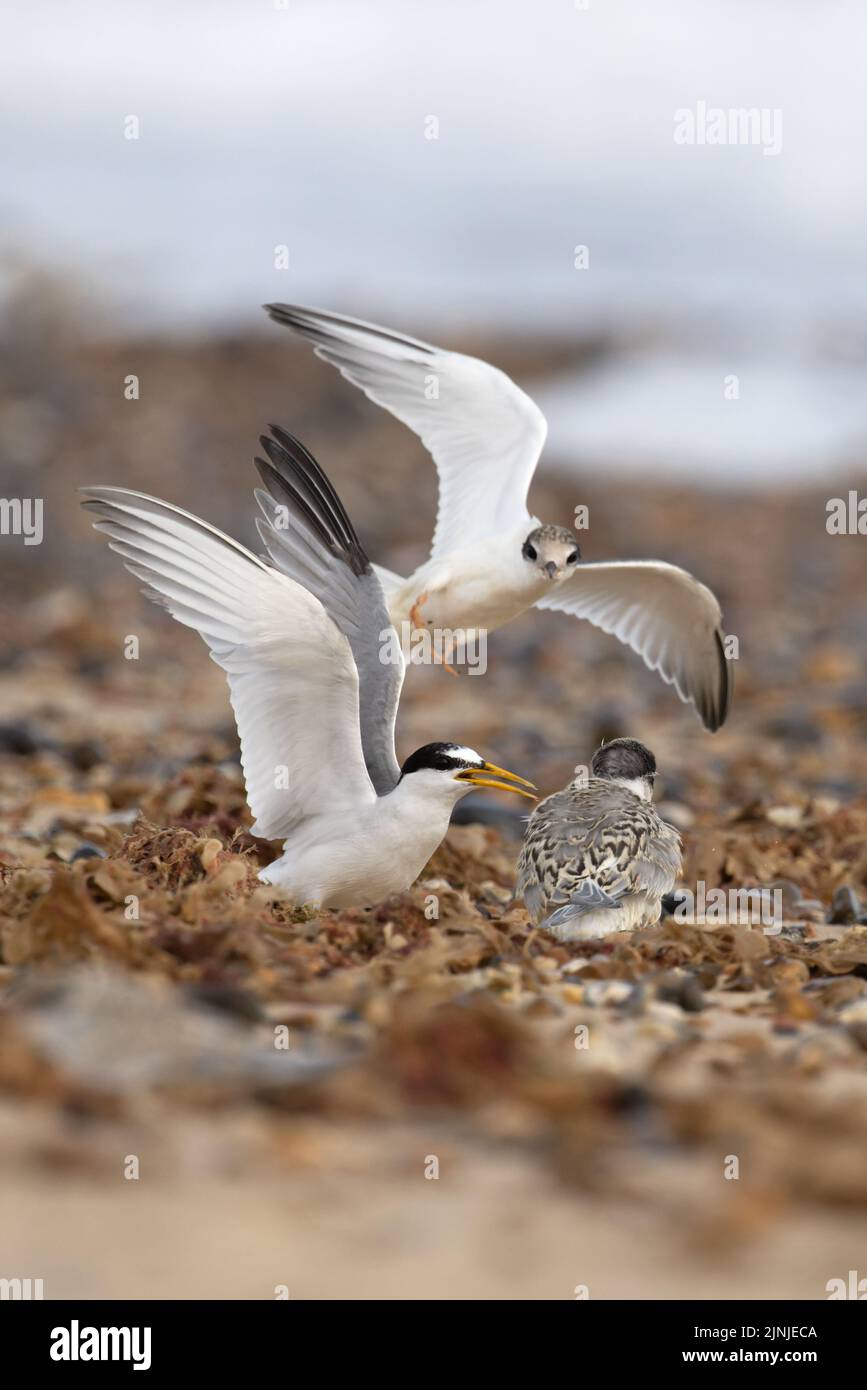 Little Tern (Sterna albifrons) jeunes qui s'écrasent au-dessus de la nourriture Winterton Norfolk GB UK août 2022 Banque D'Images